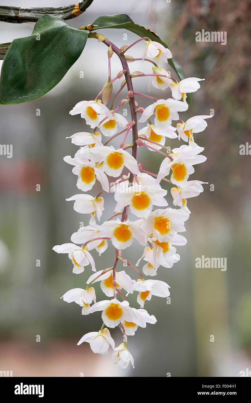 Dendrobium (Dendrobium farmeri), flowers Stock Photo