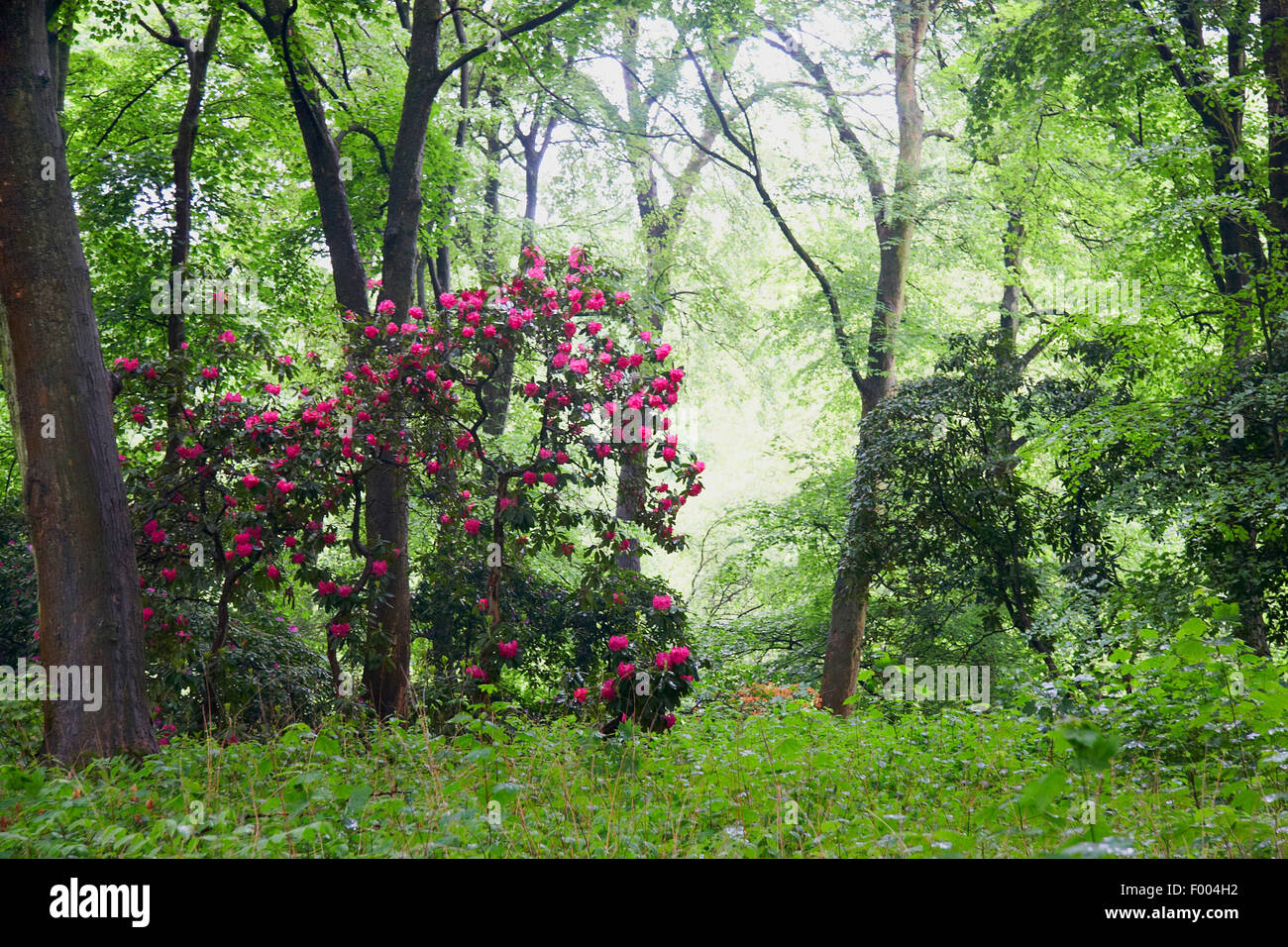 Rhododendron (Rhododendron spec.), blooming in a forest, 1 Stock Photo