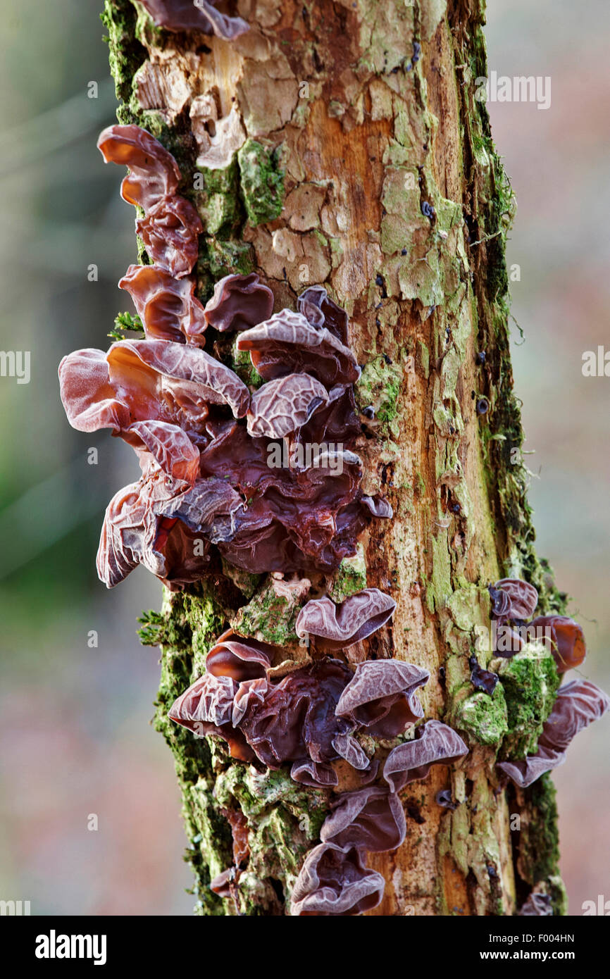 Jelly ear (Auricularia auricula-judae, Hirneola auricula-judae), at an elderberry trunk, Germany, North Rhine-Westphalia Stock Photo