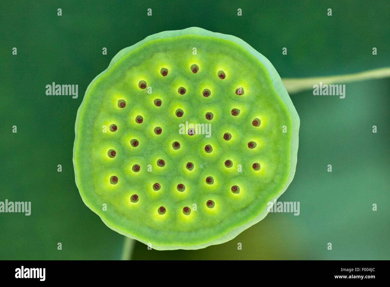 Lotus Flower Above Stock Photos & Lotus Flower Above Stock Images - Alamy