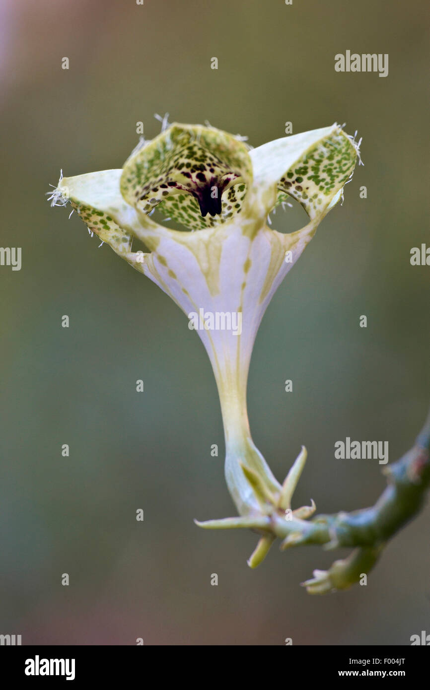 Ceropegia (Ceropegia sandersonii), flower Stock Photo