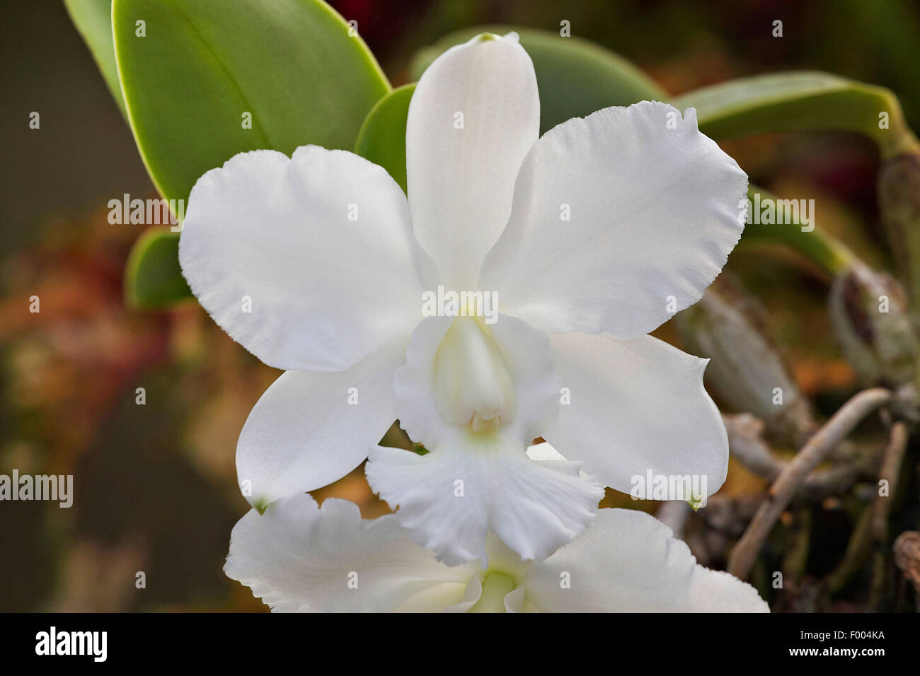 Cattleya (Cattleya walkeriana var. alba), flower Stock Photo