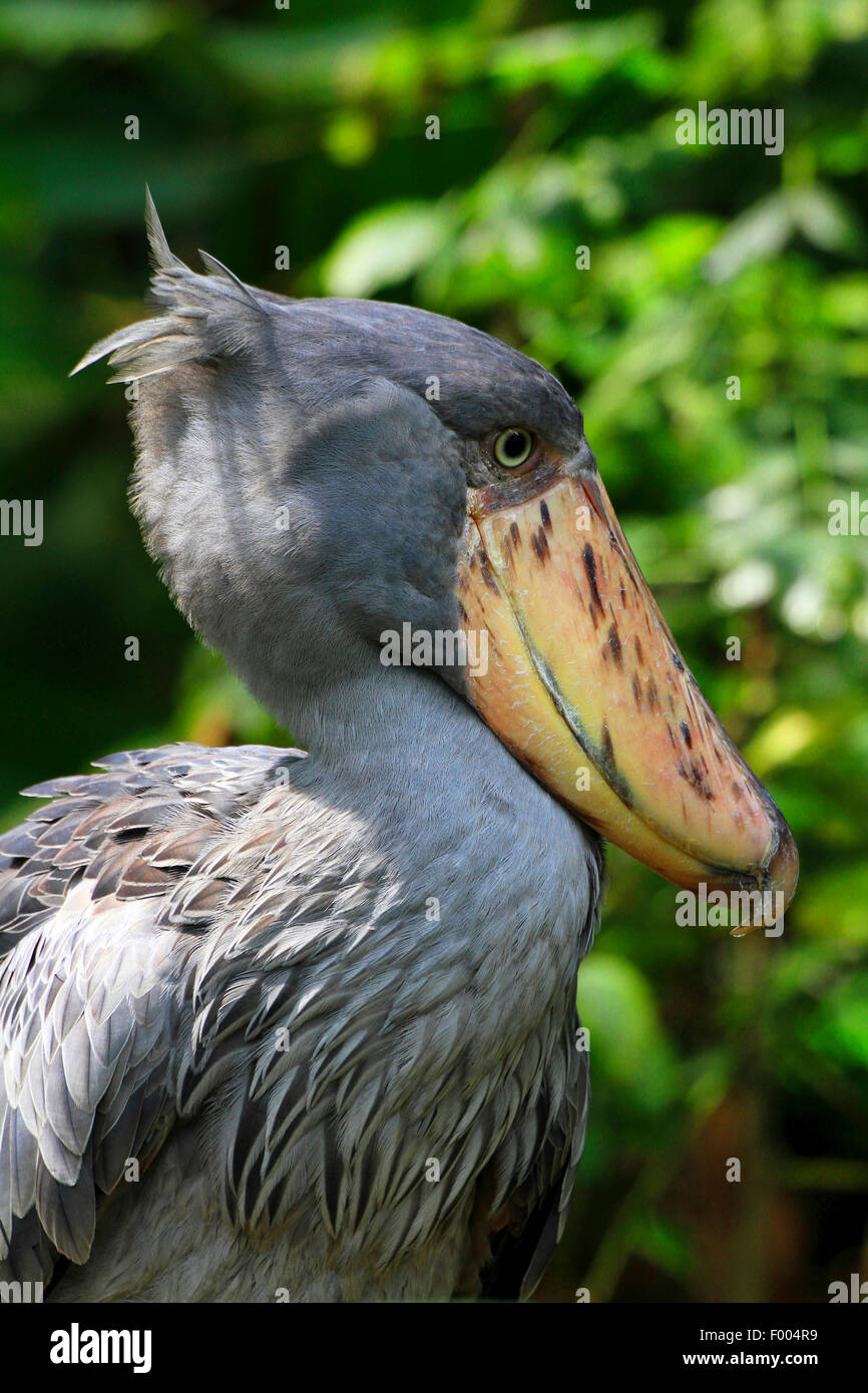 Whale-headed stork, Shoebill (Balaeniceps rex), portrait Stock Photo