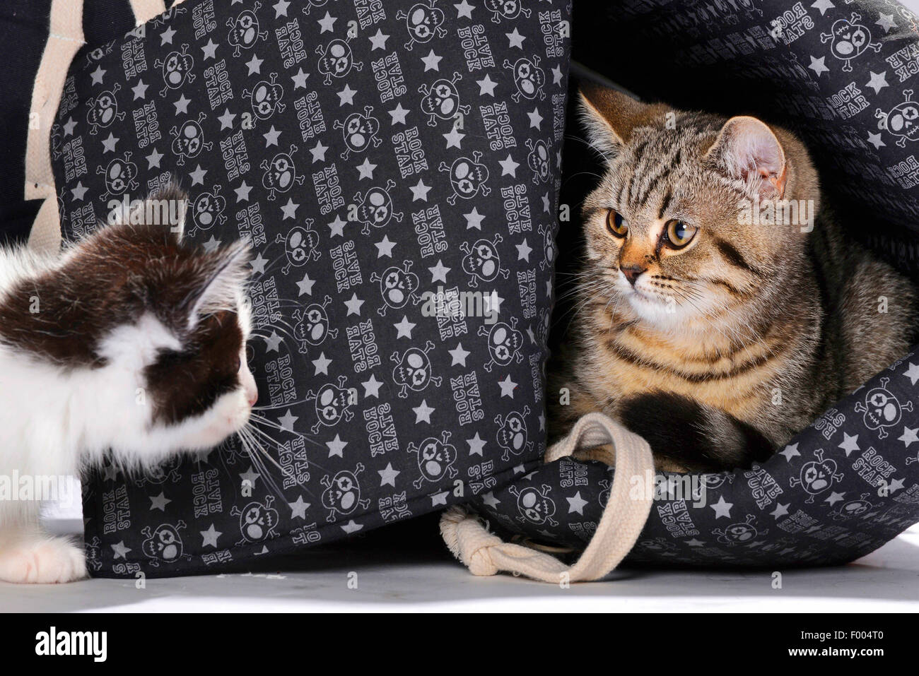 British Shorthair (Felis silvestris f. catus), two little kittens looking at each other Stock Photo