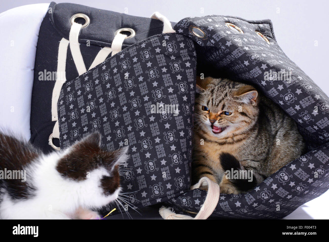 British Shorthair (Felis silvestris f. catus), two little kittens snarling at each other Stock Photo