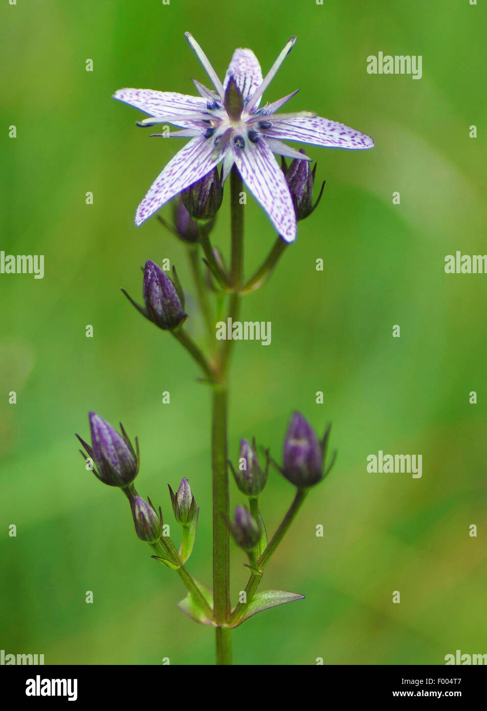 Felwort (Swertia perennis), blooming, Germany, Bavaria, Oberbayern, Upper Bavaria Stock Photo