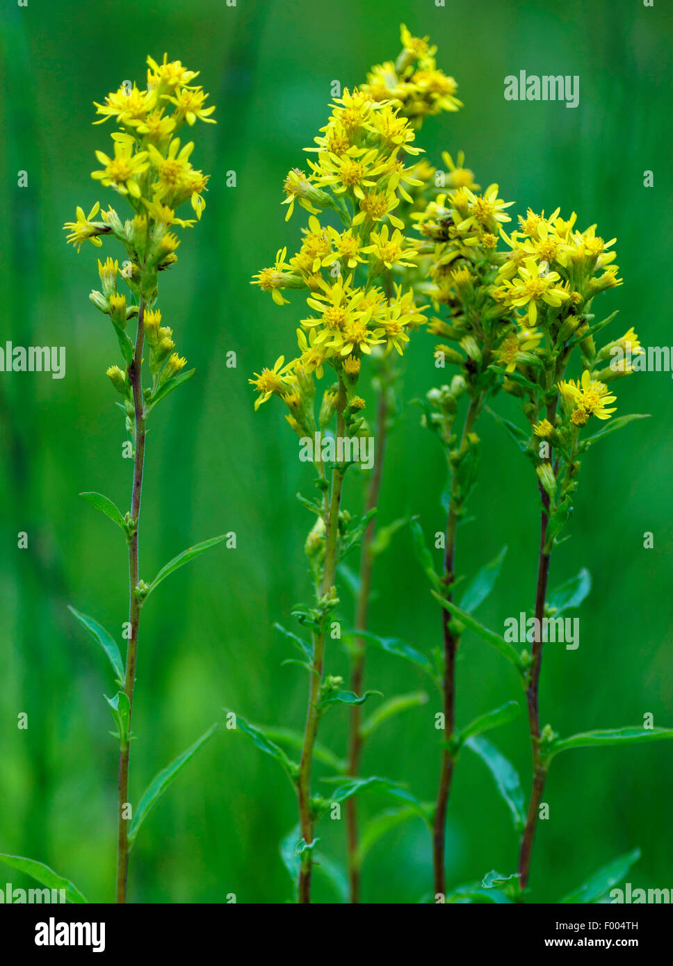 goldenrod, golden rod (Solidago virgaurea), blooming, Germany, Bavaria, Oberbayern, Upper Bavaria Stock Photo