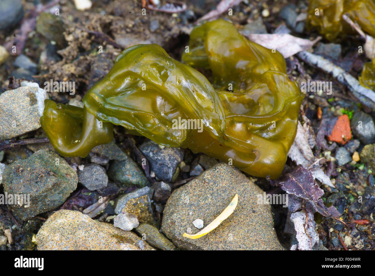 Fallen Star, star jelly, witch's butter, mare's eggs (Nostoc commune), Germany, Bavaria, Oberbayern, Upper Bavaria Stock Photo