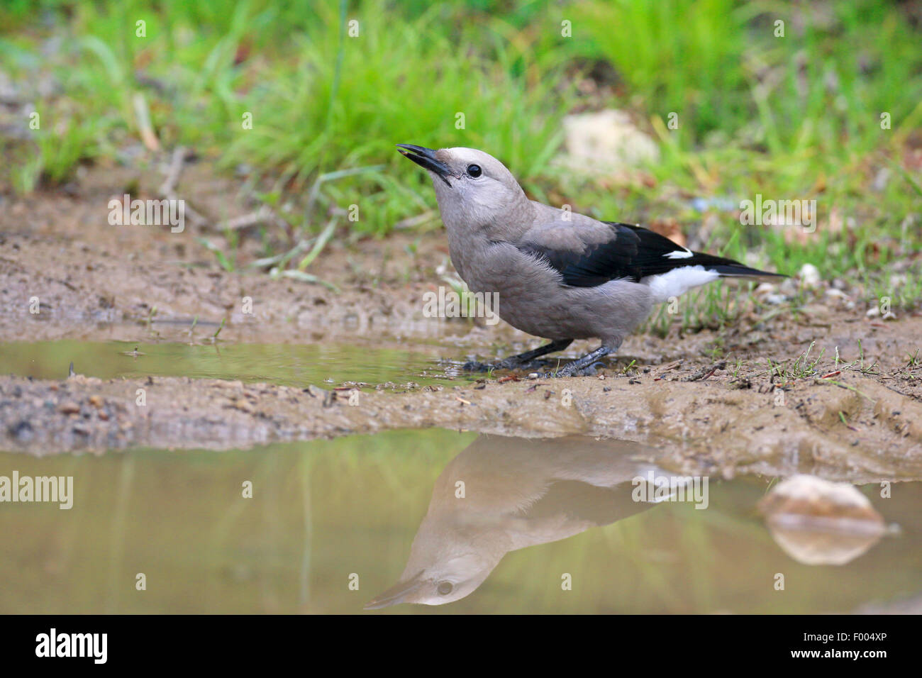 clark's nutcracker (Nucifraga columbiana), sitting at a waterhole and drinking, mirror image, Canada, Alberta, Banff National Park Stock Photo