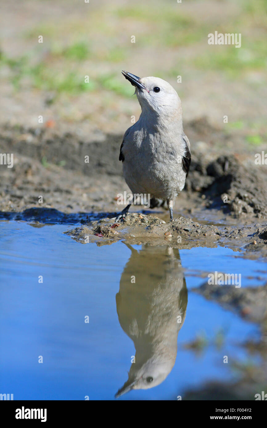 clark's nutcracker (Nucifraga columbiana), sitting at a waterhole and drinking, mirror image, Canada, Alberta, Banff National Park Stock Photo