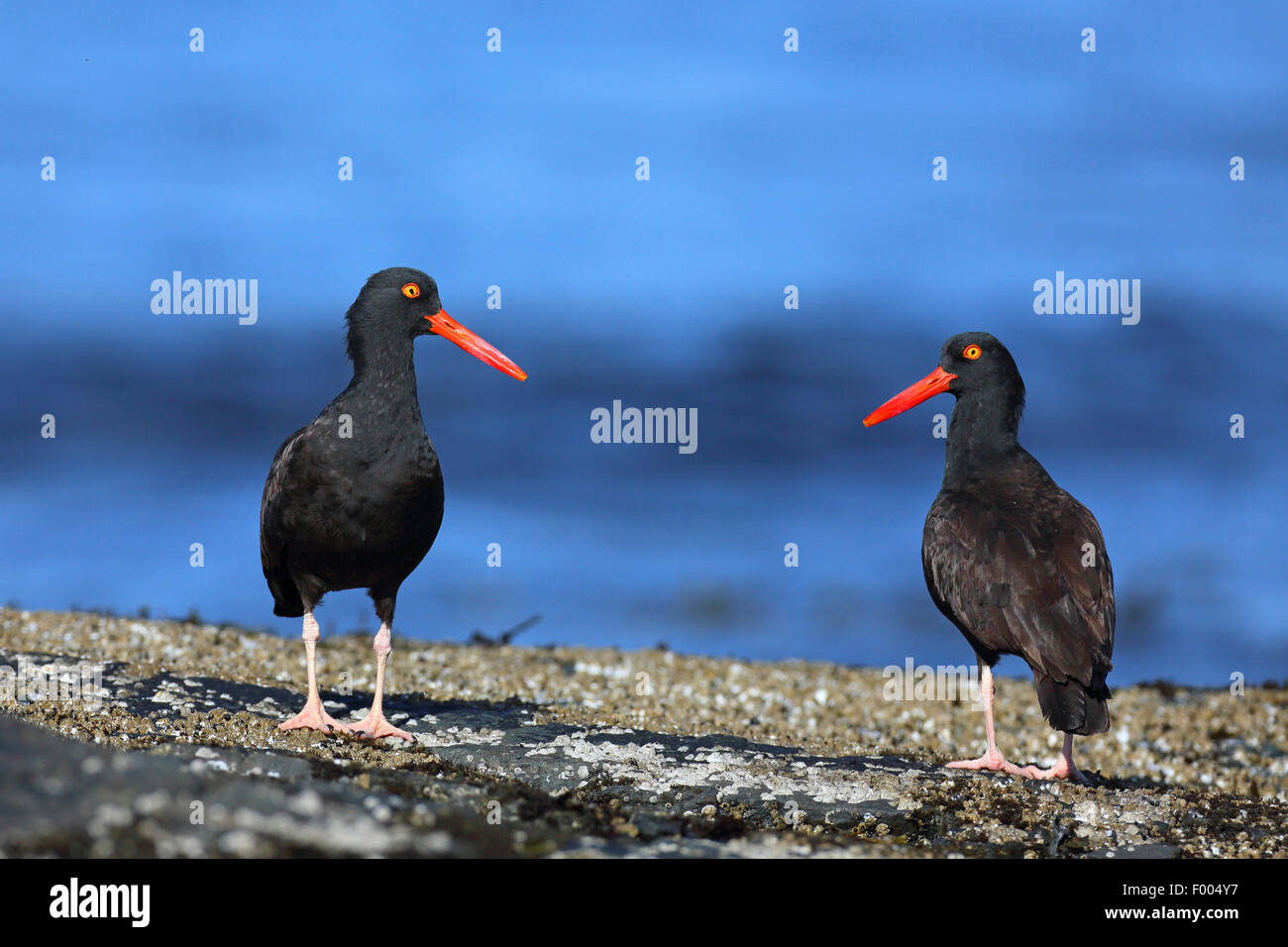 American black oystercatcher (Haematopus bachmani), two birds standing on a rock at the sea, Canada, Vancouver Island, Victoria Stock Photo
