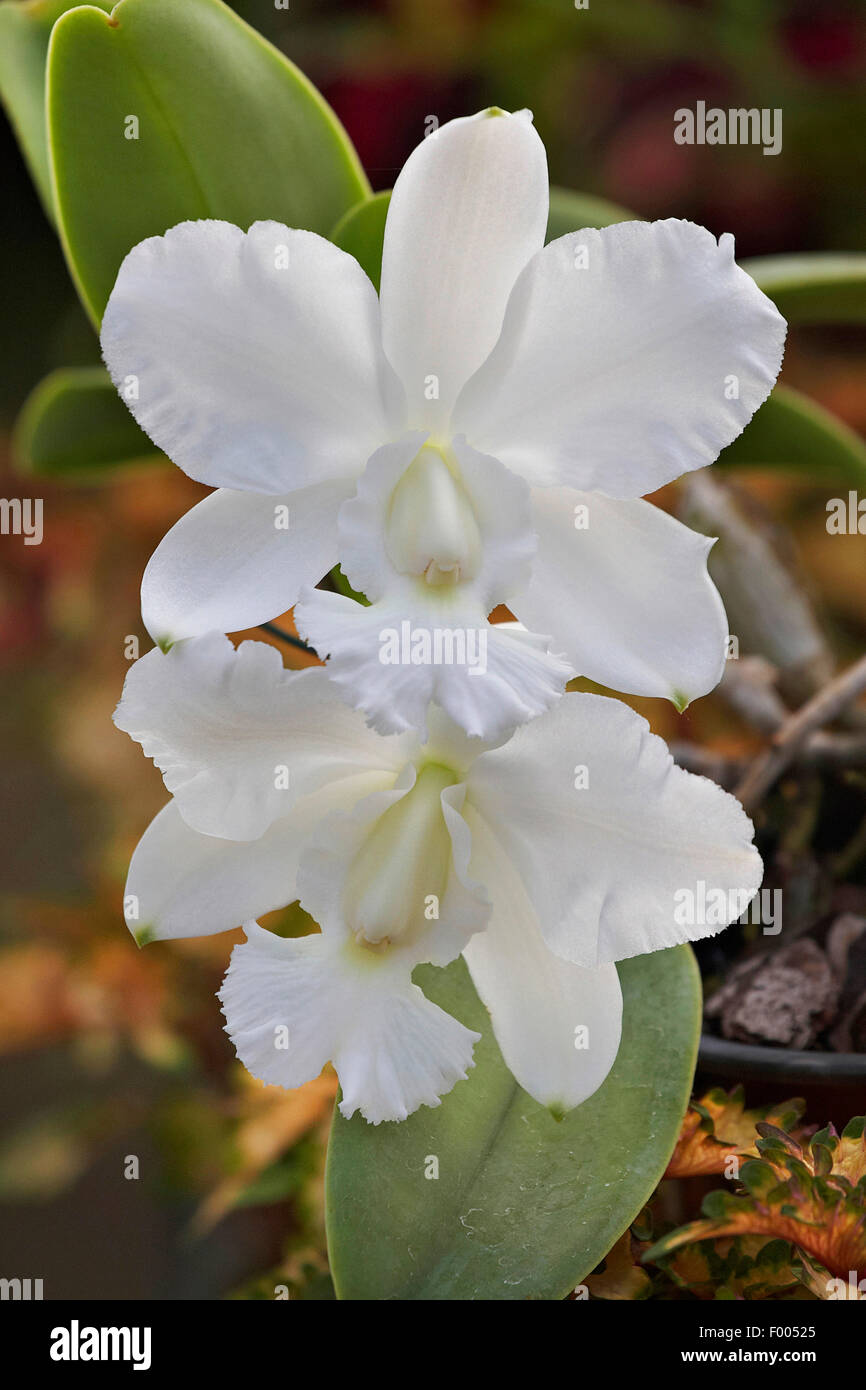 Cattleya (Cattleya walkeriana var. alba), flowers Stock Photo