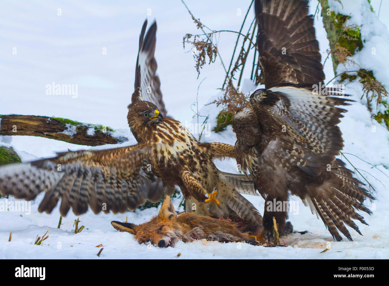 Eurasian buzzard (Buteo buteo), two Eurasian buzzards quarreling during feeding at a dead red fox, Switzerland, Sankt Gallen Stock Photo