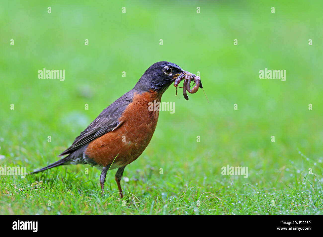 American robin (Turdus migratorius), stands on a lawn with an earthworm in the bill, Canada, Stanley Park, Vancouver Stock Photo
