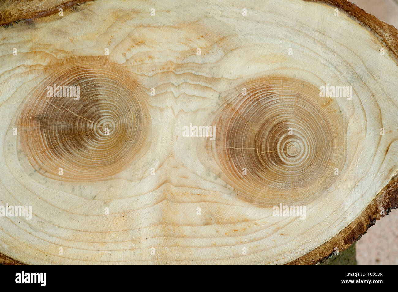 Jahresringe; Fichte; Picea; abies; Rottanne; Jahrring; Holzring; Stock Photo