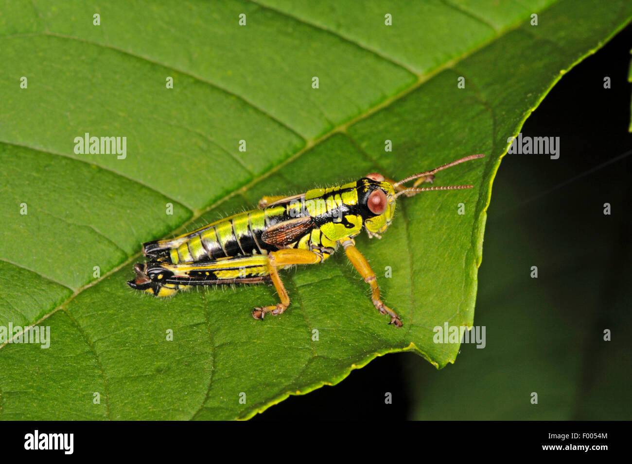 Green Mountain Grasshopper, Alpine mountain locust (Miramella alpina, Podisma alpina, Kisella alpina), on a leaf, Germany Stock Photo