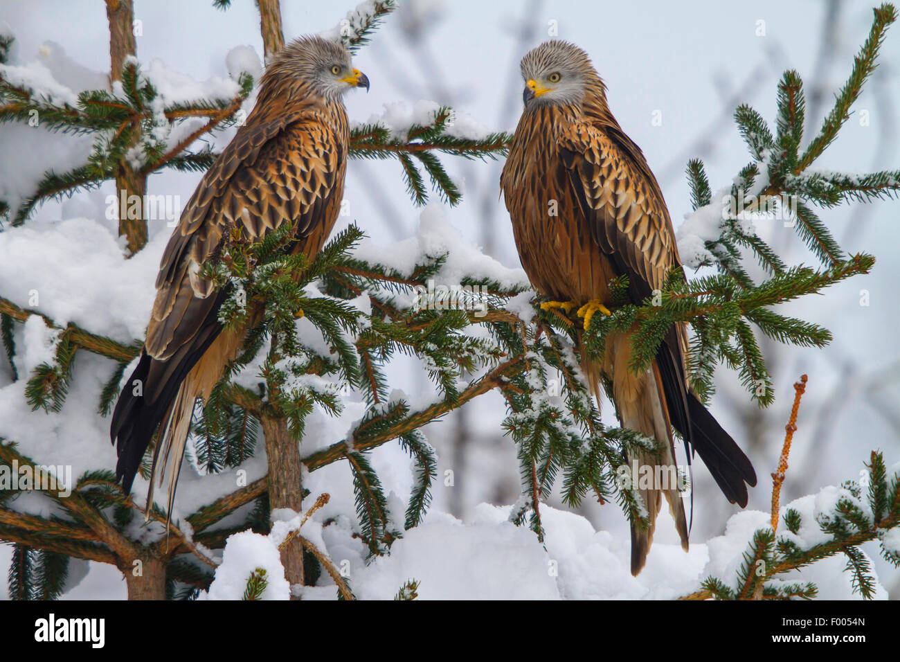 red kite (Milvus milvus), two red kites sitting on a fresh snowbound spruce, Switzerland, Sankt Gallen Stock Photo