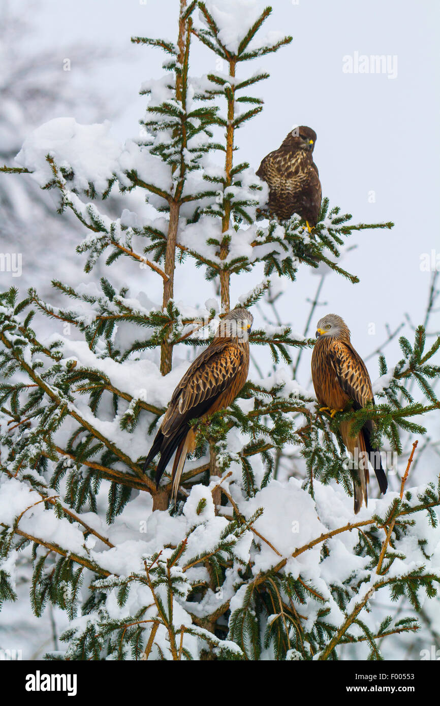 red kite (Milvus milvus), two red kites and an Eurasian buzzard sitting on a fresh snowbound spruce, Switzerland, Sankt Gallen Stock Photo