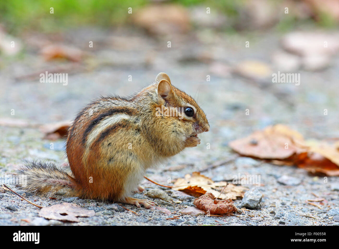 Eastern American chipmunk (Tamias striatus), eating on the ground, Canada, Ontario, Algonquin Provincial Park Stock Photo