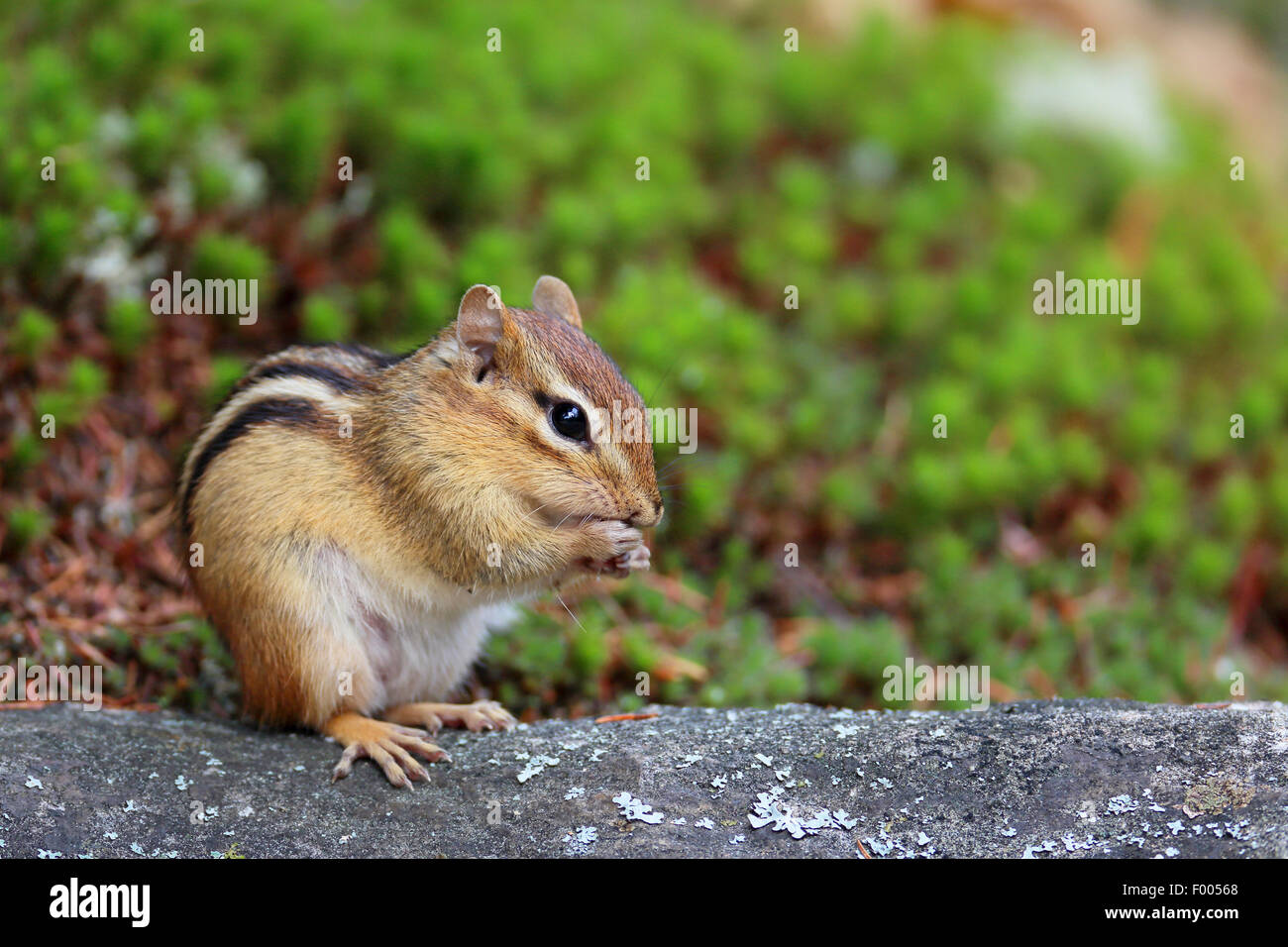 Chipmunk in trap hi-res stock photography and images - Alamy