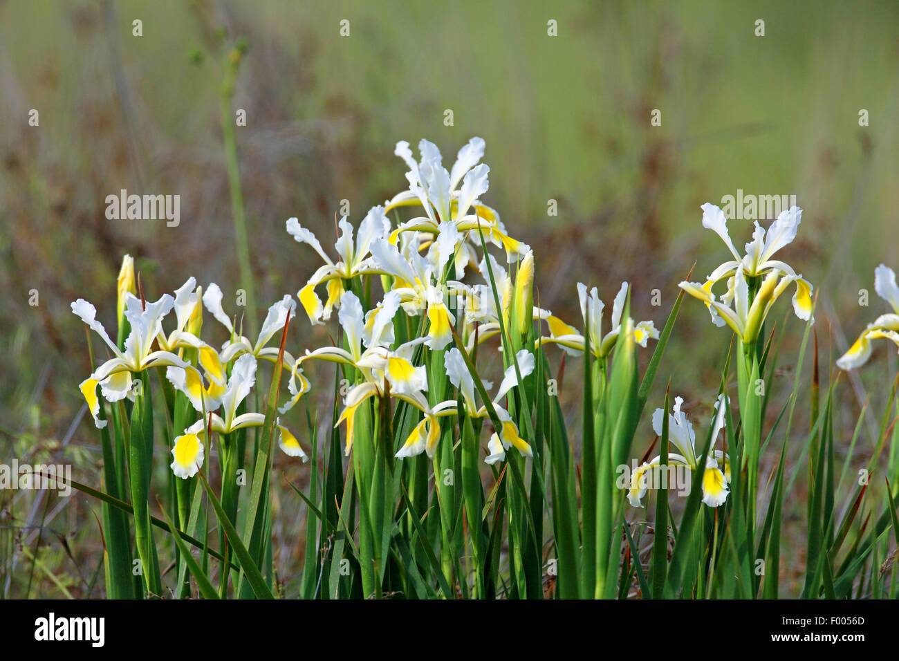 Yellow banded Iris  (Iris orientalis), blooming group, Greece, Lesbos Stock Photo