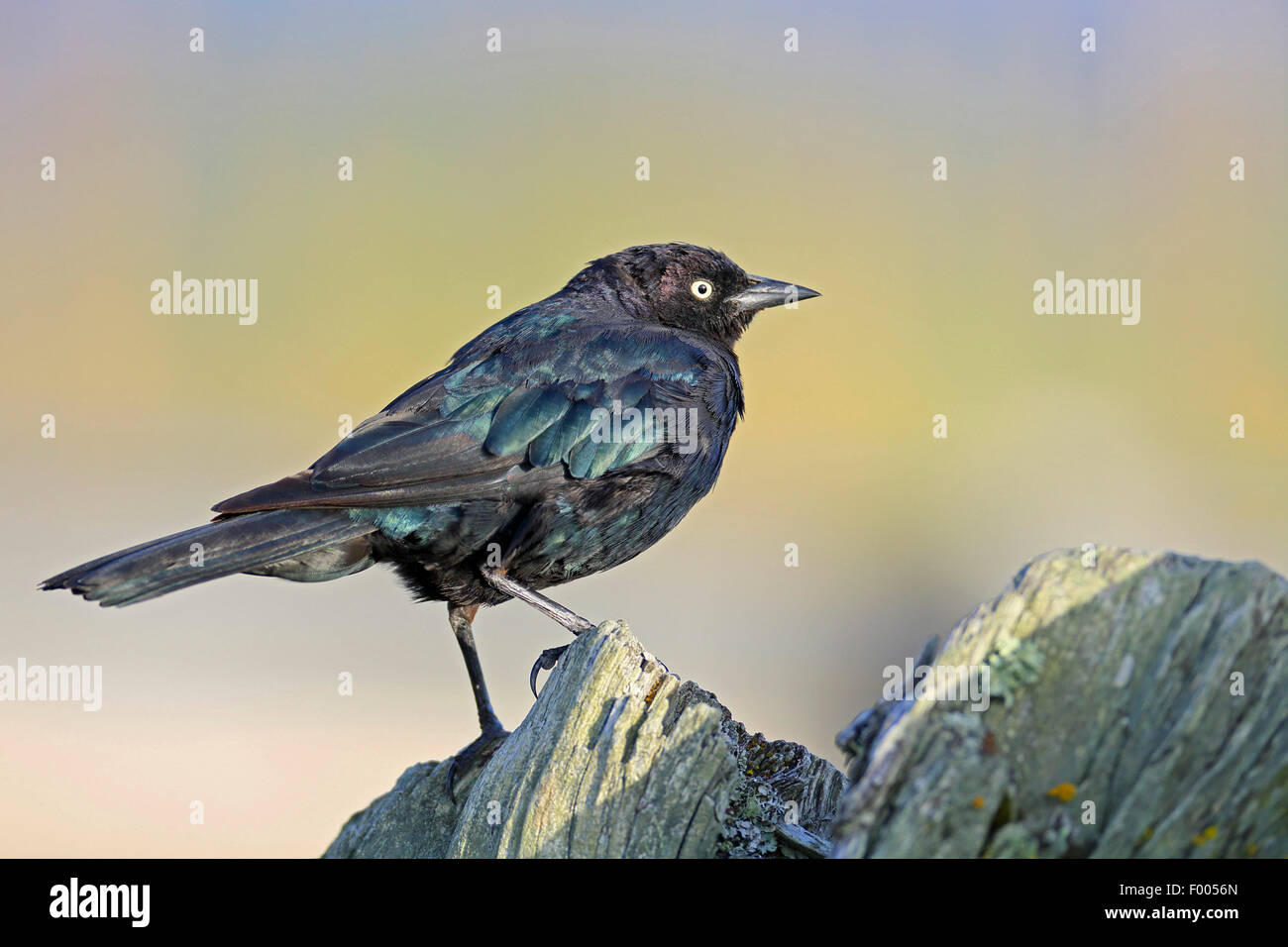 brewer's blackbird (Euphagus cyanocephalus), male standing on a tree stub, Canada, Victoria, Vancouver Island Stock Photo