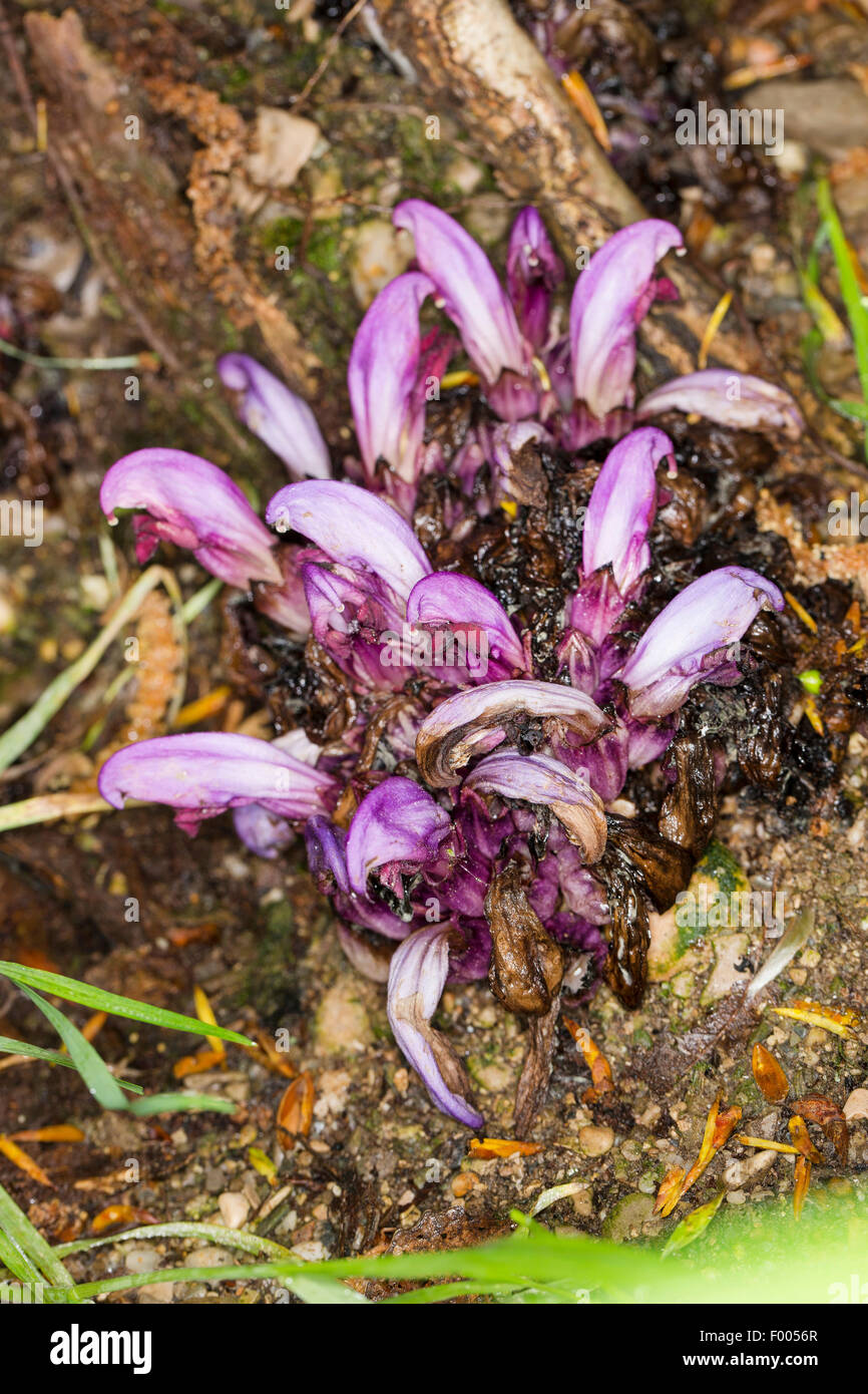 Purple Toothwort, Hidden toothwort (Lathraea clandestina, Clandestina purpurea, Clandestina penduliflora), blooming, France Stock Photo