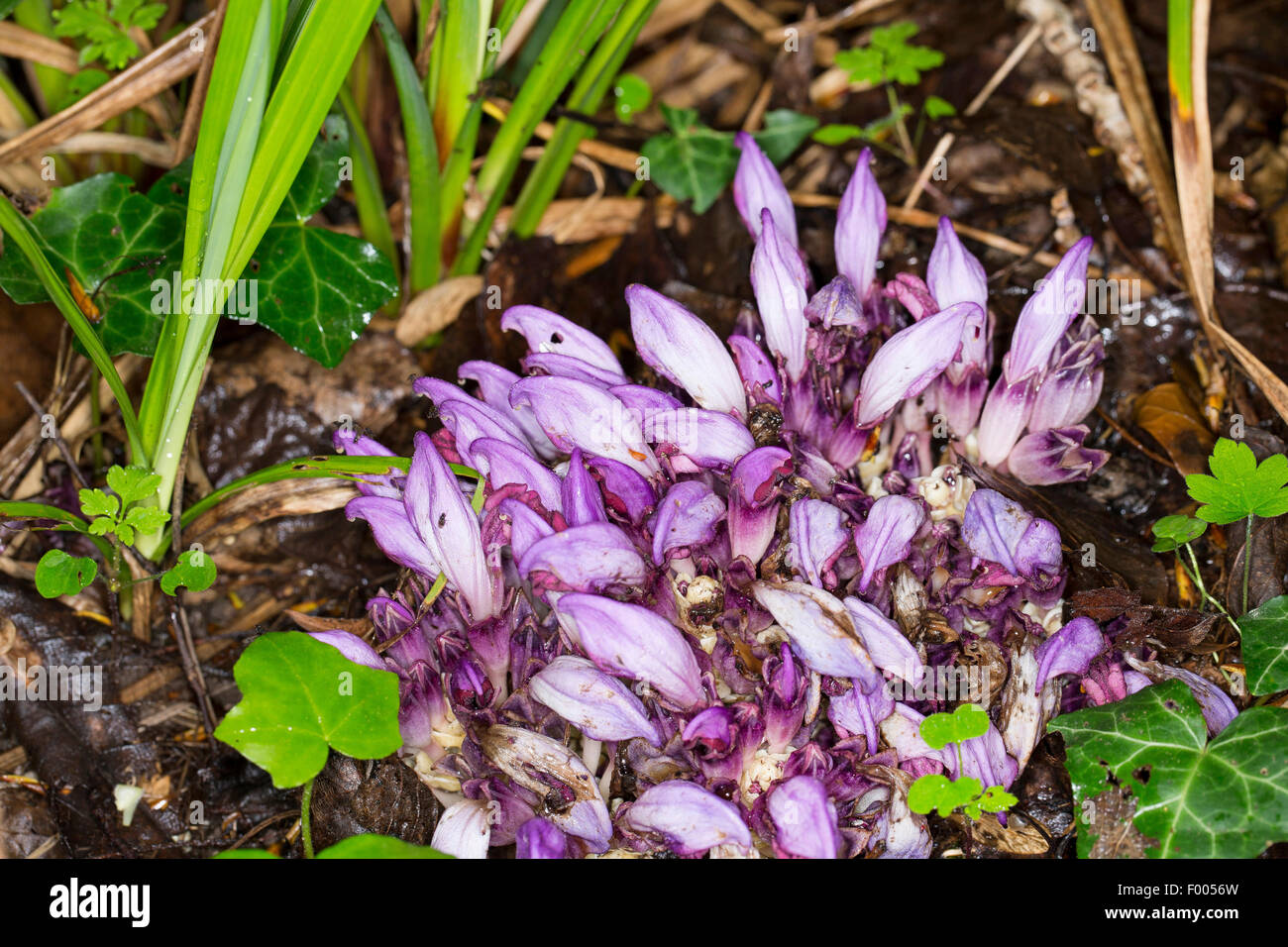 Purple Toothwort, Hidden toothwort (Lathraea clandestina, Clandestina purpurea, Clandestina penduliflora), blooming, France Stock Photo