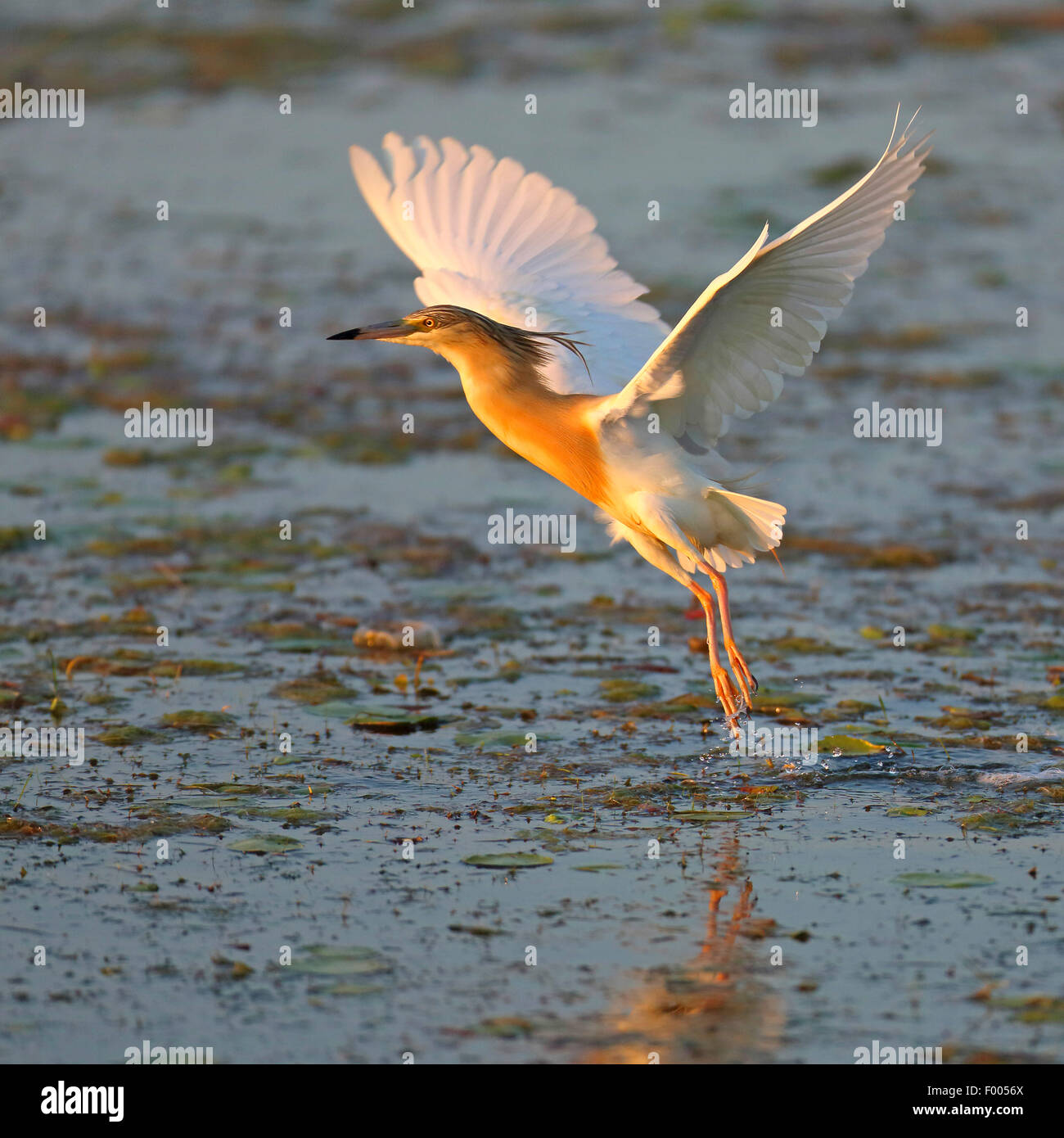 Squacco heron (Ardeola ralloides), flying off from the water, Greece, Lake Kerkini Stock Photo