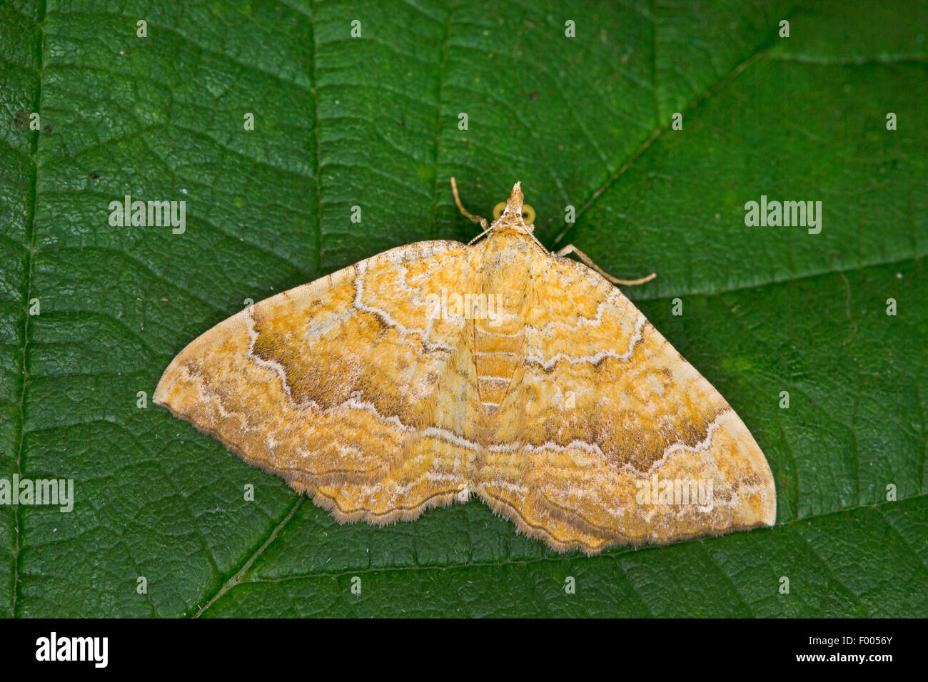 Yellow Shell Name Yellow shell (Camptogramma bilineata, Camptogramma bilineatum), on a ...