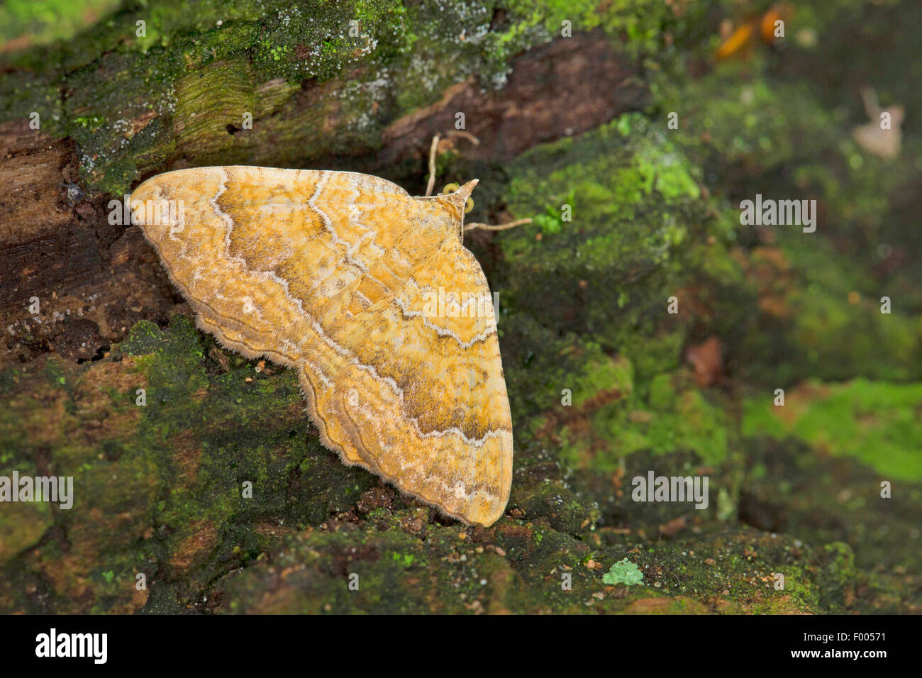Yellow shell (Camptogramma bilineata, Camptogramma bilineatum), on bark, Germany Stock Photo