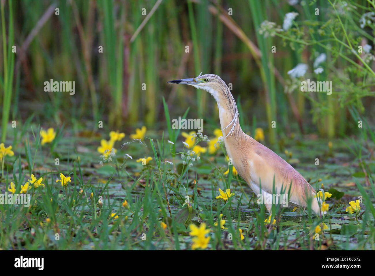 Squacco heron (Ardeola ralloides), standing in shallow water covered with water fringes, Greece, Lake Kerkini Stock Photo