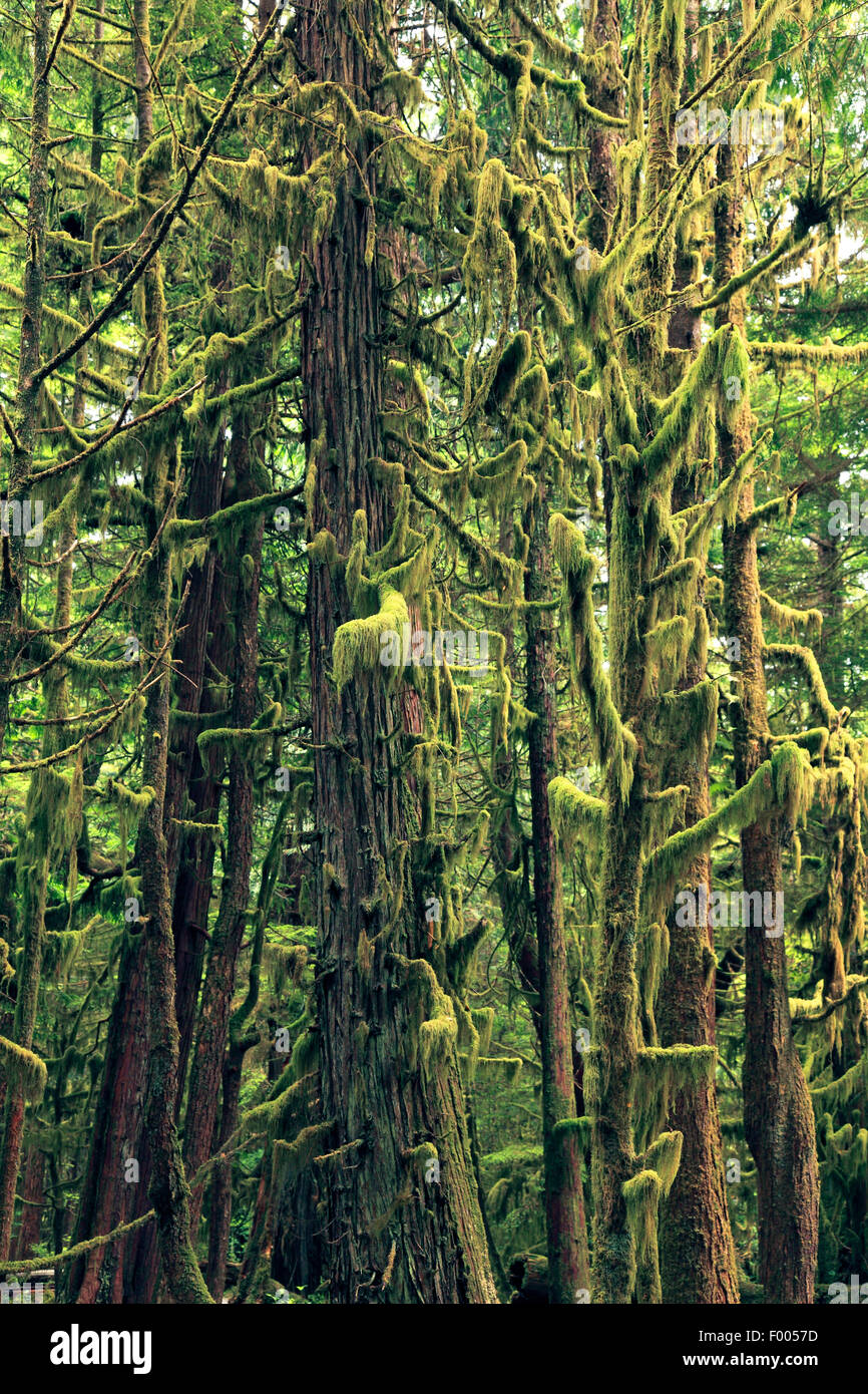 humid temperate rainforest with lichen growth, Canada, Vancouver Island Stock Photo