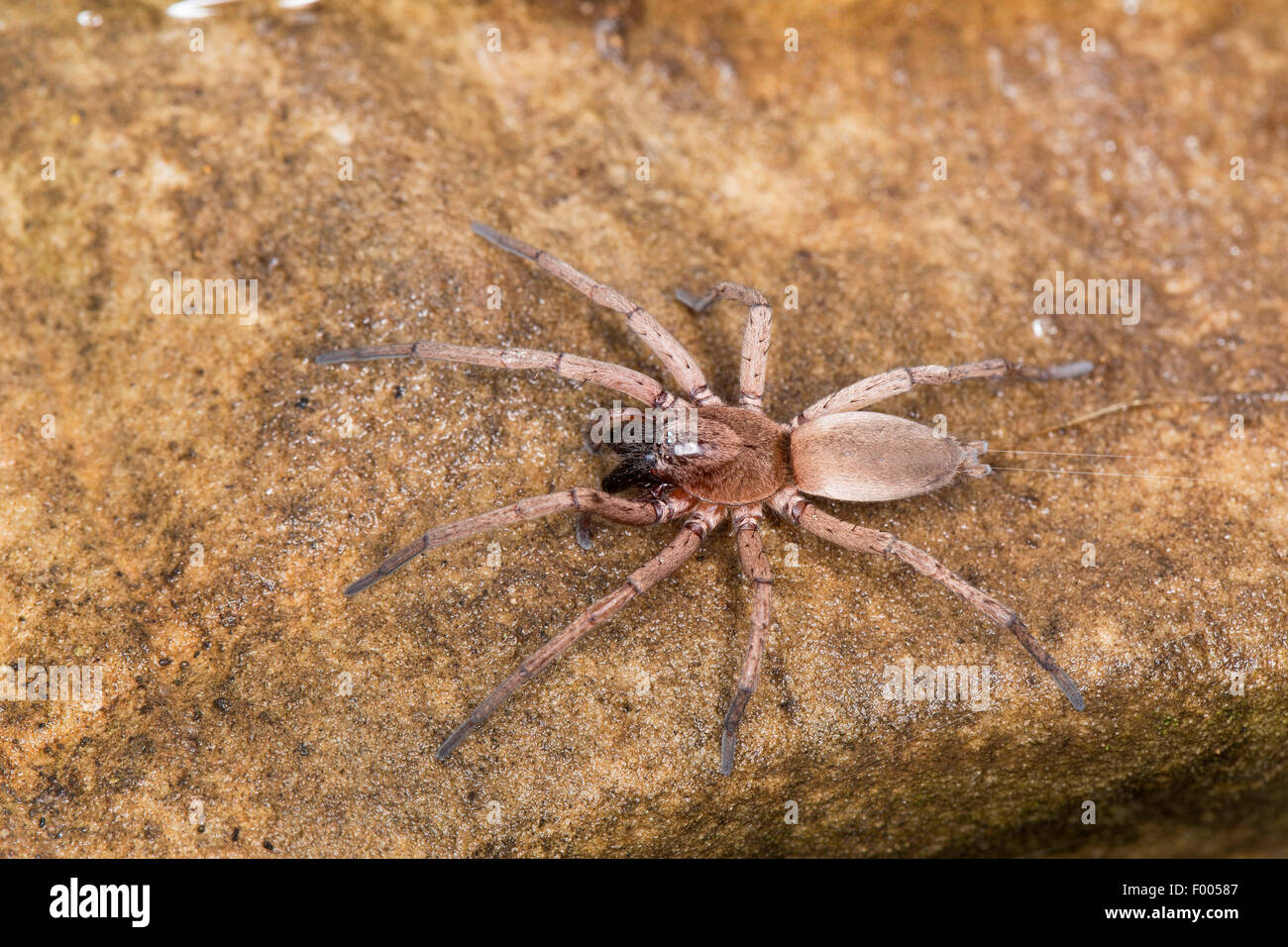 ground spider, hunting spider (Drassodes spec.), on a stone Stock Photo