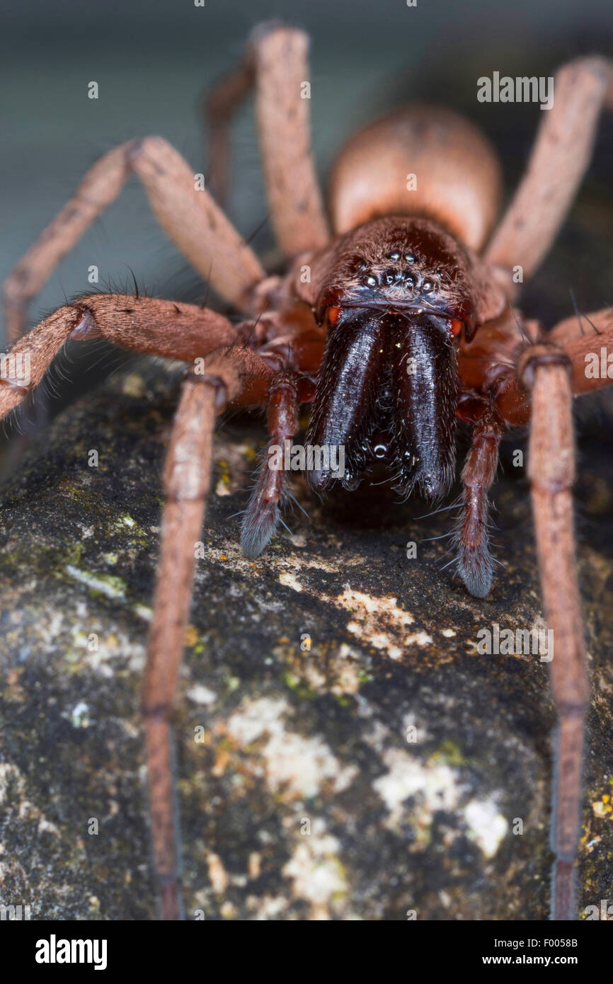 ground spider, hunting spider (Drassodes spec.), portrait Stock Photo