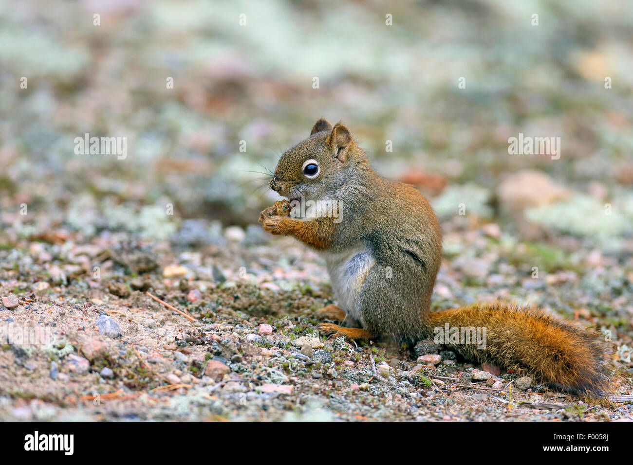 eastern red squirrel, red squirrel (Tamiasciurus hudsonicus), sits on