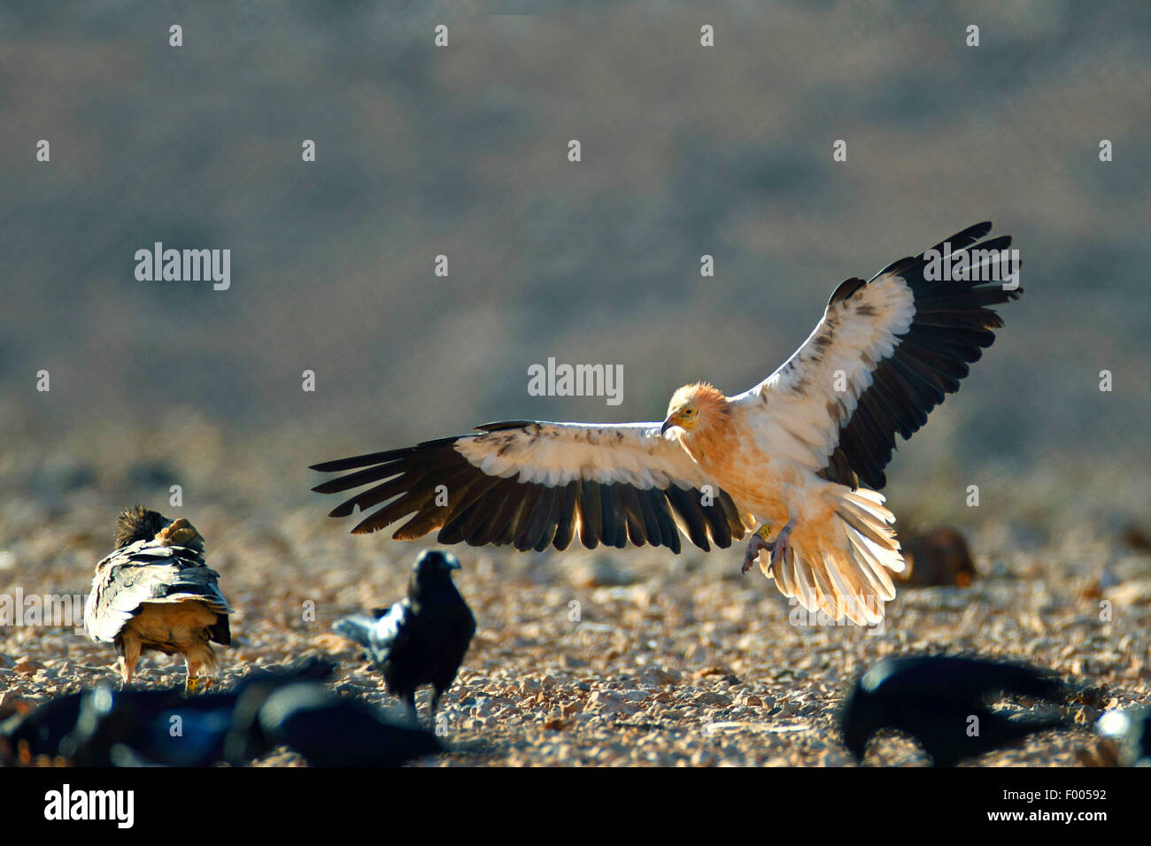 Egyptian vulture (Neophron percnopterus), lands on the ground, Canary Islands, Fuerteventura Stock Photo