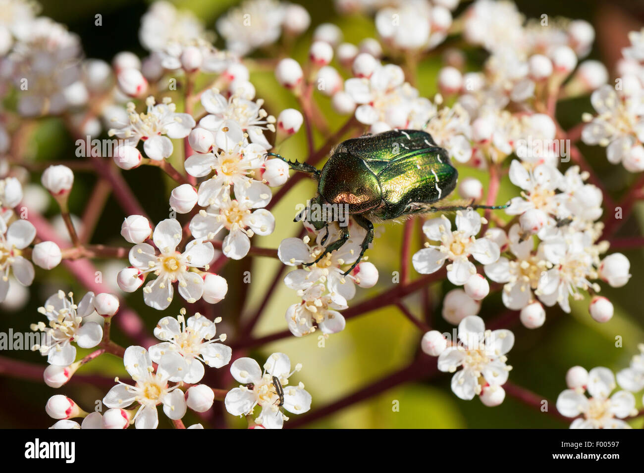 rose chafer (Cetonia aurata), on flowers, Germany Stock Photo
