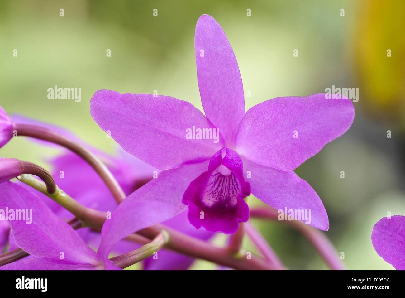 Cattleya orchid (Cattleya bowringiana), flowers Stock Photo