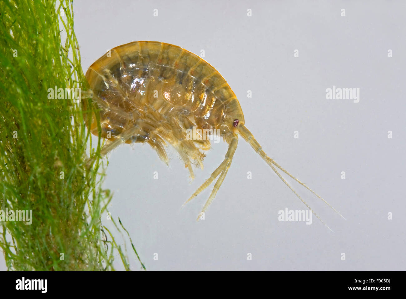 freshwater shrimp (Rivulogammarus pulex, Gammarus pulex), at a water plant, Germany Stock Photo