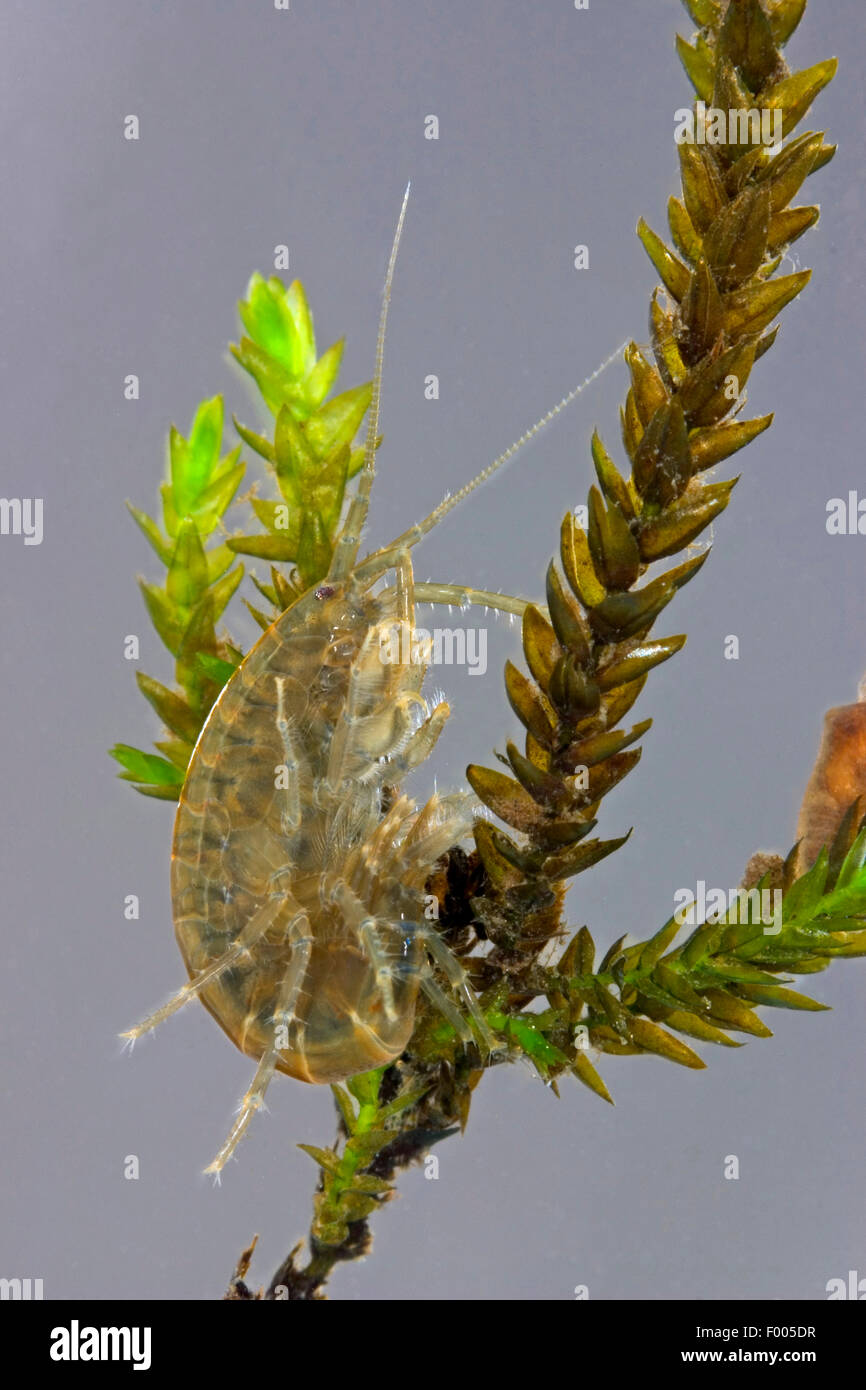 freshwater shrimp (Rivulogammarus pulex, Gammarus pulex), at waterweed, Germany Stock Photo