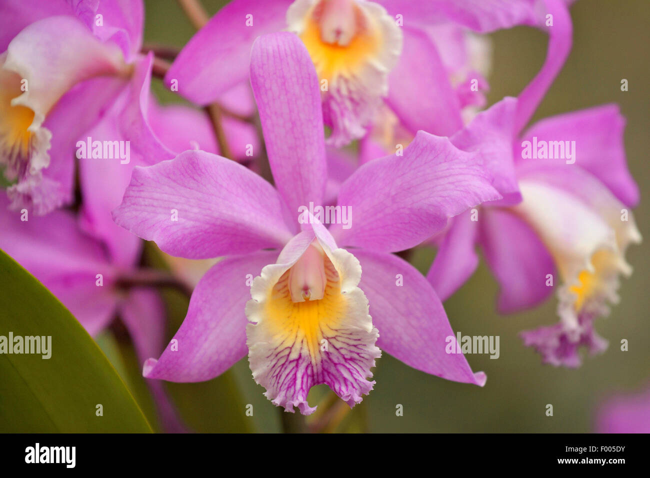 Cattleya orchid (Cattleya harrisoniae), flowers Stock Photo