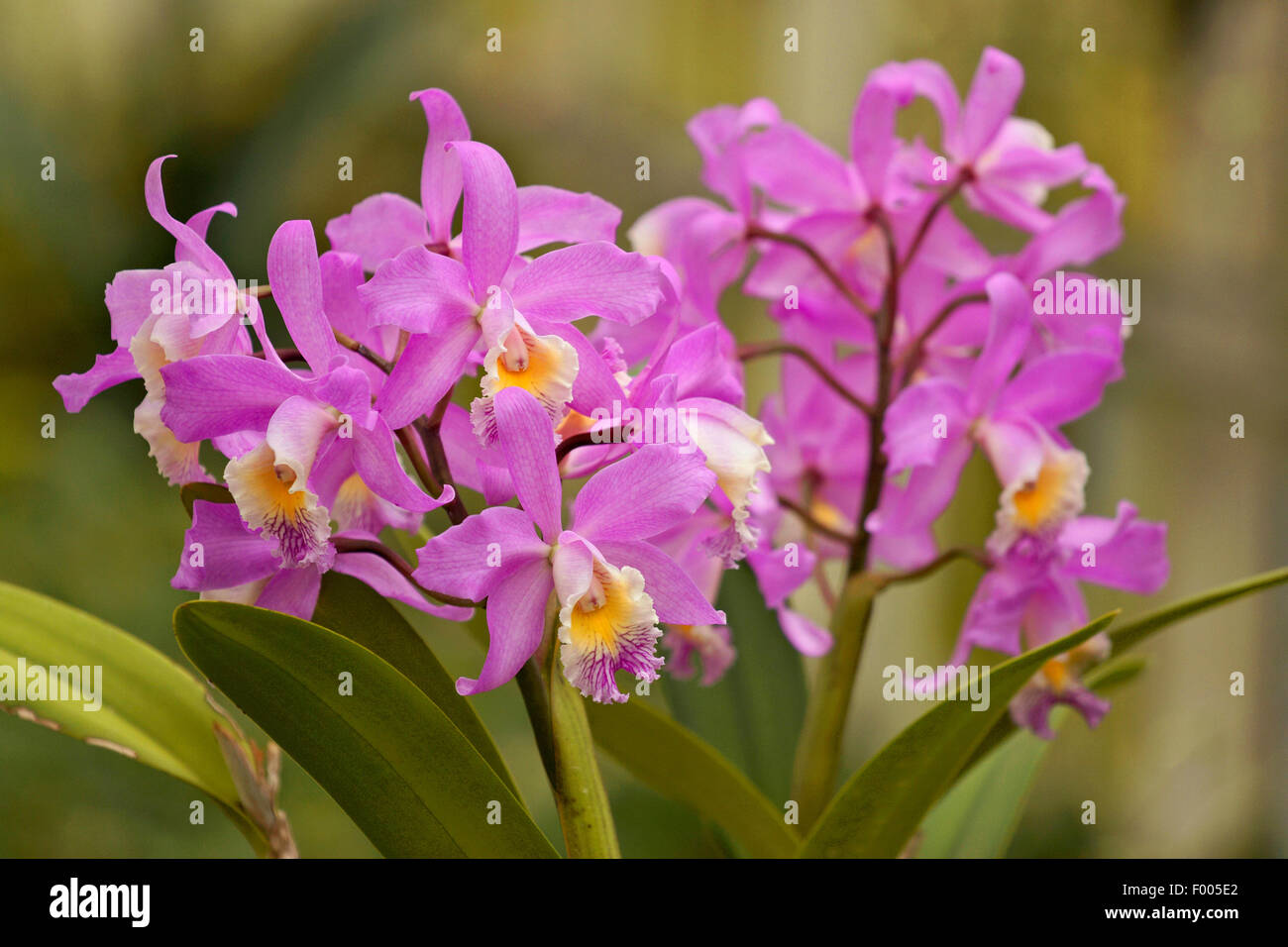 Cattleya orchid (Cattleya harrisoniae), flowers Stock Photo