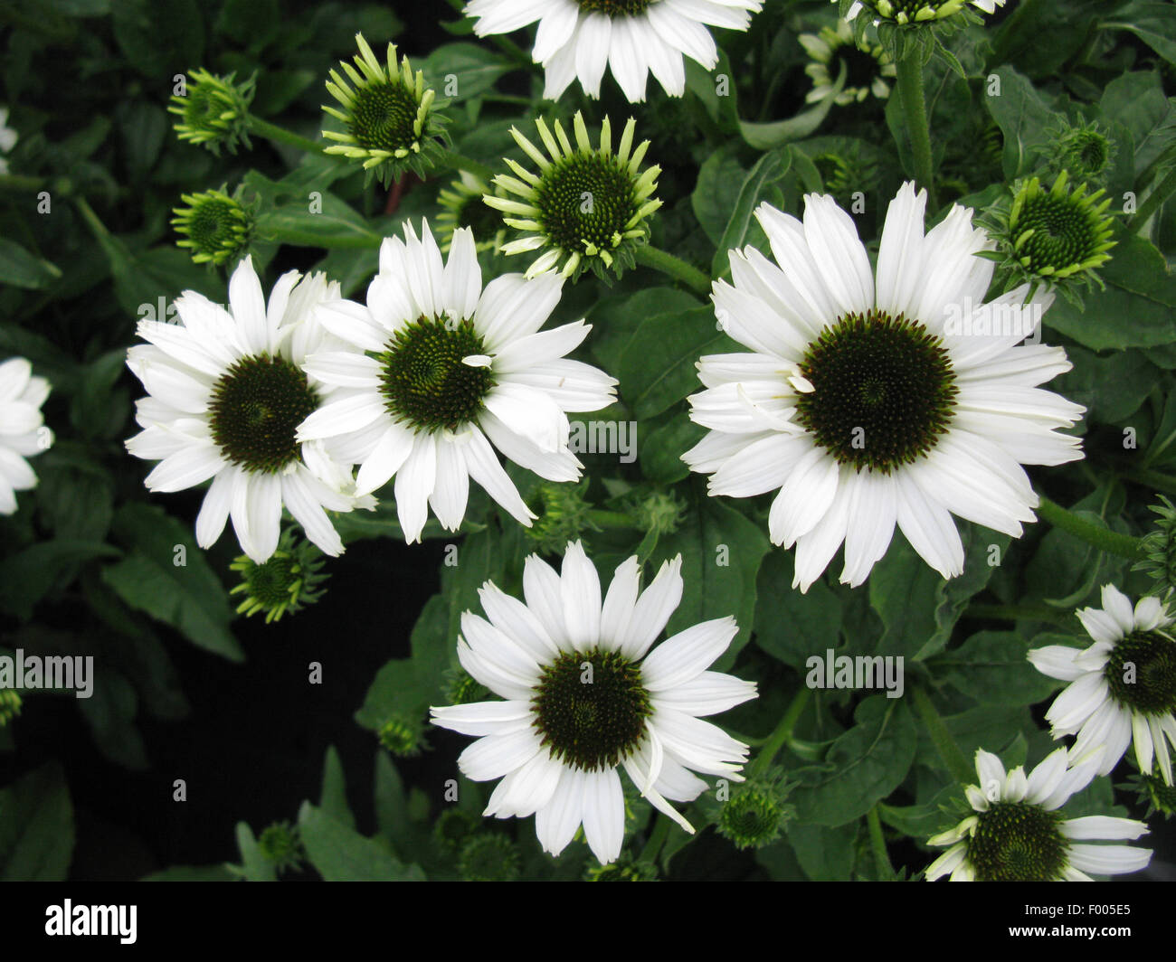 Purple Cone Flower, Eastern purple-coneflower, Purple-coneflower (Echinacea purpurea Pow Wow White, Echinacea purpurea 'Pow Wow White', Rudbeckia purpurea, Brauneria purpurea), blooming, cultivar Pow Wow White Stock Photo