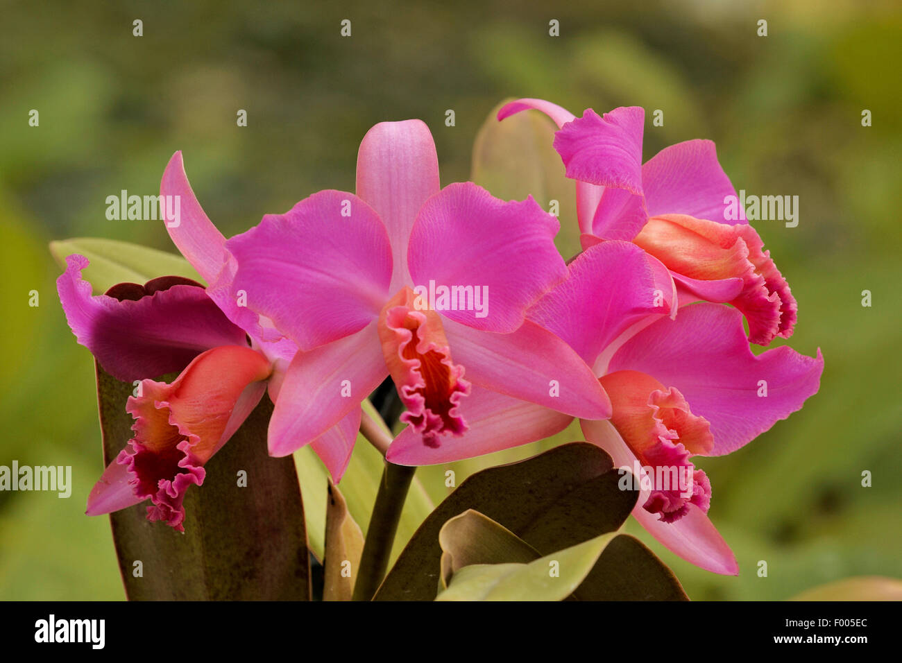 Cattleya orchid (Cattleya spec.), flower Stock Photo - Alamy