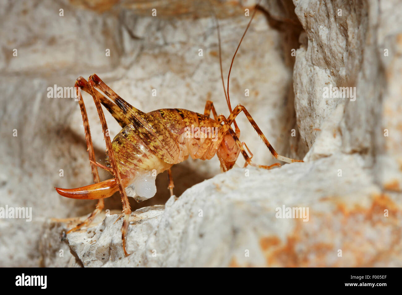 Cave Crickets