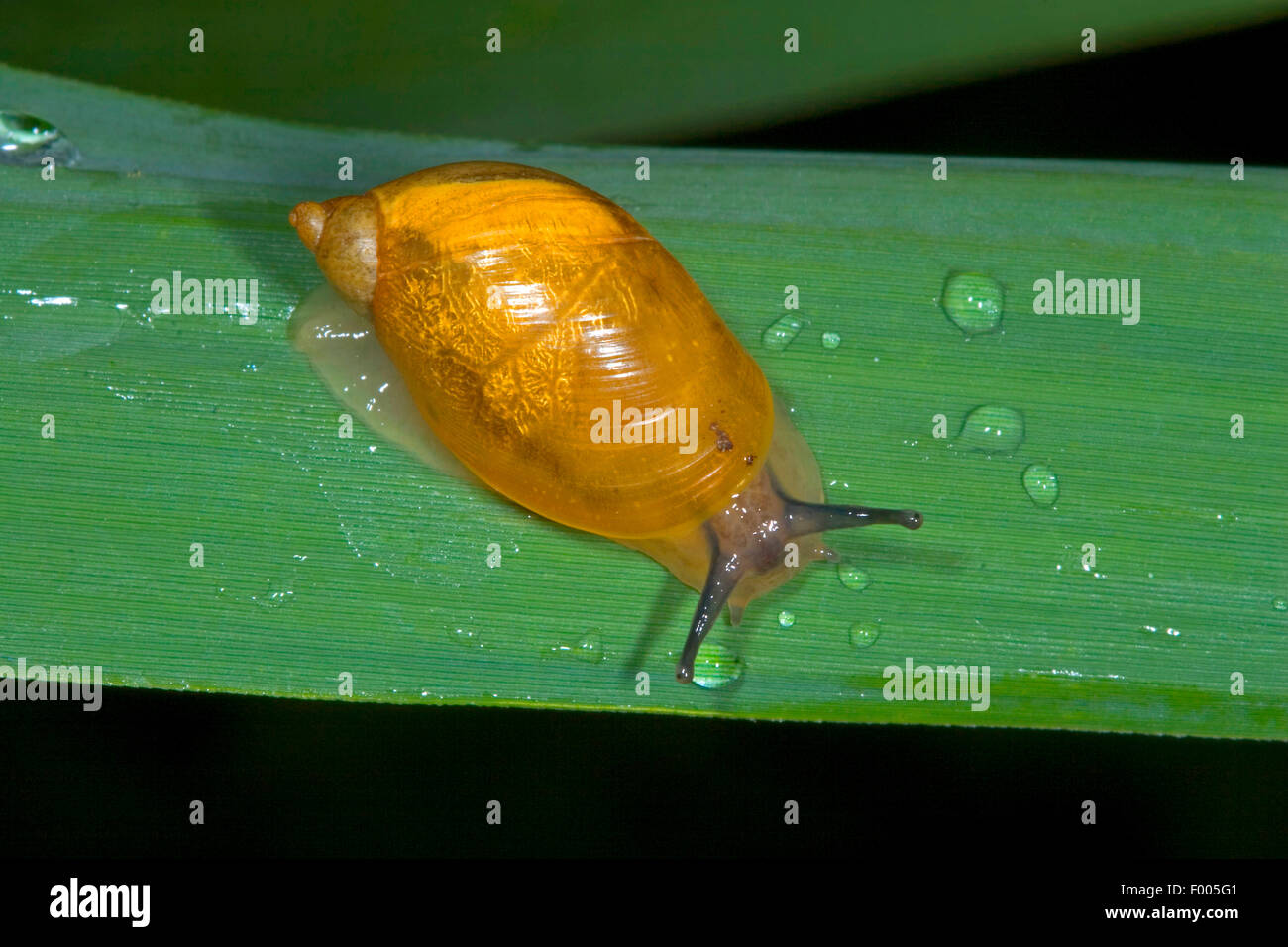 rotten amber snail, large amber snail, European ambersnail (Succinea