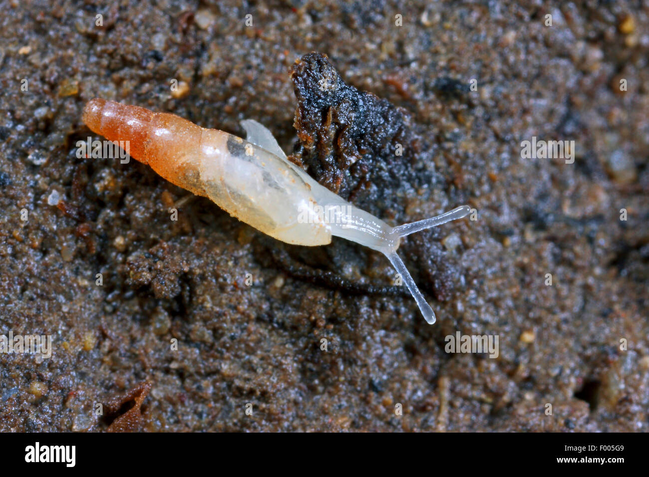 blind awlsnail, blind snail, agate snail (Cecilioides acicula), blind snail on the ground, Germany Stock Photo