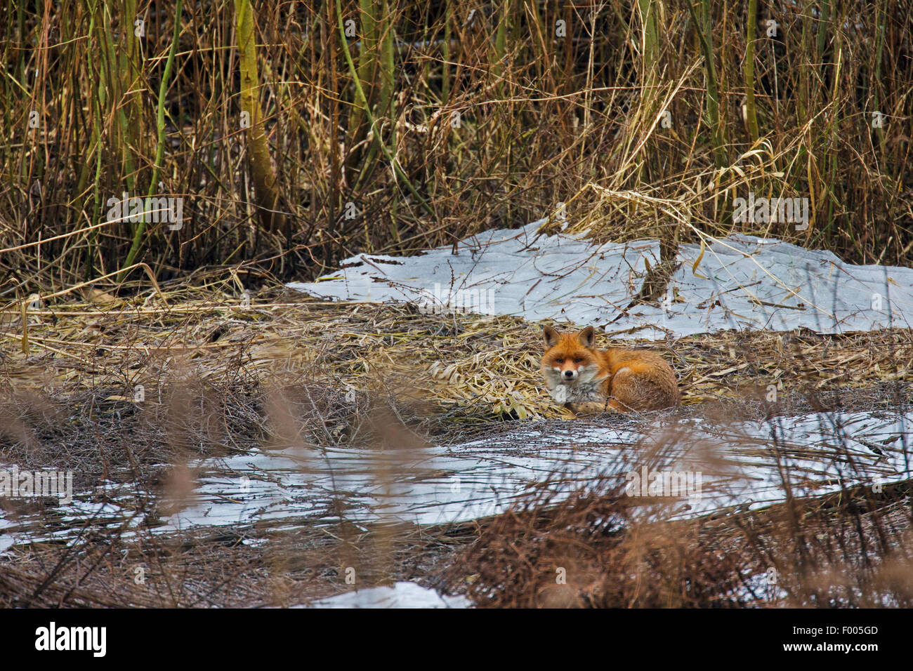 red fox (Vulpes vulpes), lying near frozen pond, Germany Stock Photo
