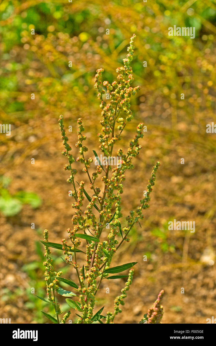 lamb's quarters, lambsquarters, pigweed, fathen (Chenopodium album